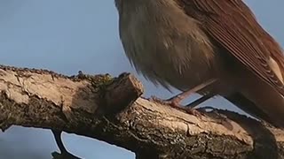 sparrow singing