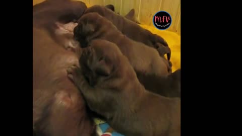 Dog Feeding Her Cubs #21