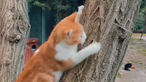 Why do cats climb trees?