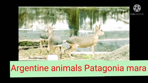 Patagonia mara video
