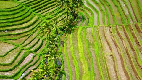 Bali Indonesia - Nusa Penida, Rice Terraces & More
