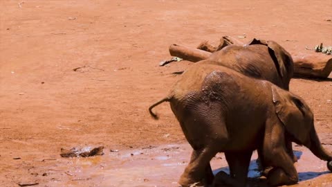 Baby elephants play together in the mud ( Crazy mud Fun)