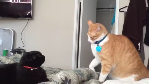 Fastest Cat slaps like flash