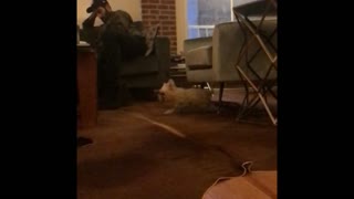 Music slow motion video of white dog running around living room with black hair tie