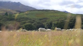 Sheep Grazing And Eating On Open Hill Side Sunny Day