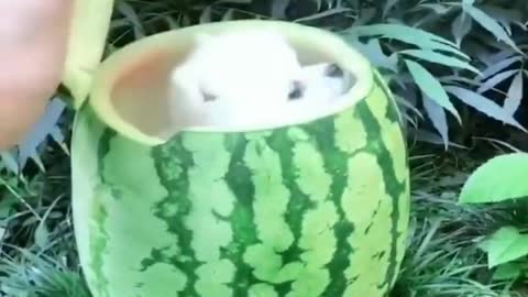 Funny Puppy Hide into watermelon