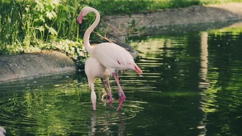 An amazing and interesting view of a pelican flamingo bird