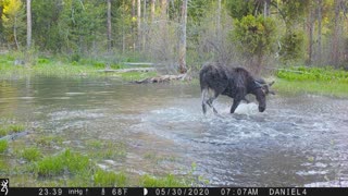 Moose Pool Party