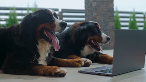 Dogs Lying on the Floor