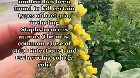Do you have mullein in your place its a good herbal ear infection remedy?