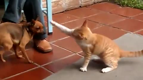 Cat fights against the dogs .