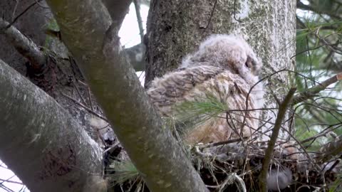 Stunning Close Up Footage of Baby Owl Waking Up