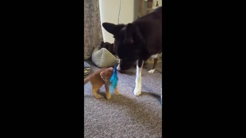 Gatito le enseña a perro como jugar con un juguete para gato