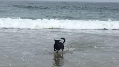 Dog wants to play with surfer