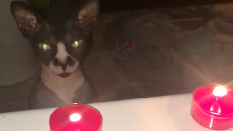 Cautious Sphynx kitten curious about candle flame