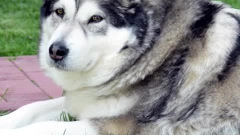 Alaskan Malamute Dog Breed Info - Petmoo