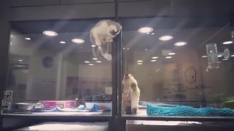 Kitten Escapes Cage to Play With Puppy