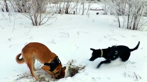 Dogs found something funny in the snow