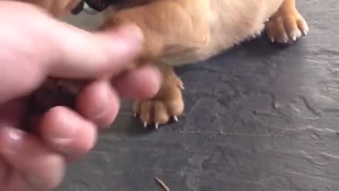 Brown weiner dog puppy shakes hand with owners