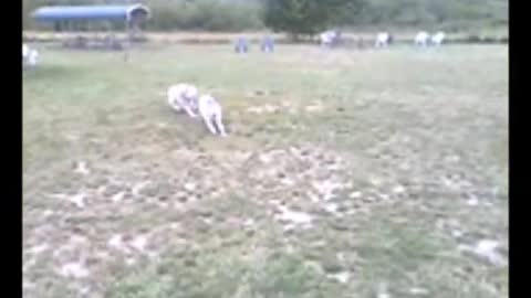 Husky Dog Park