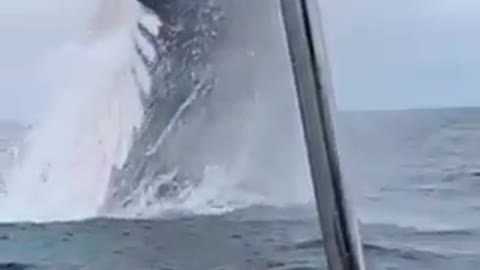 Monster Whale ,Once in a Life Time View,Very Scary And Breath Taking