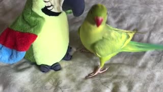 talking-parrot-plays-peekaboo-with-parrot-stuffed-animal-downstreamer