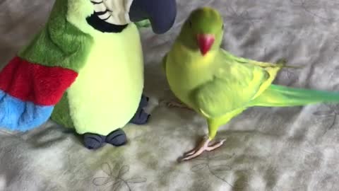 talking-parrot-plays-peekaboo-with-parrot-stuffed-animal-downstreamer