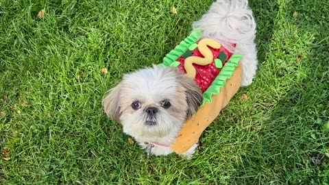 Rosie The Hotdog (Featuring Rosie The Shihtzu)