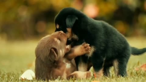 Nothing Cuter Than Cute Little Puppies - Golden Retriever Puppies