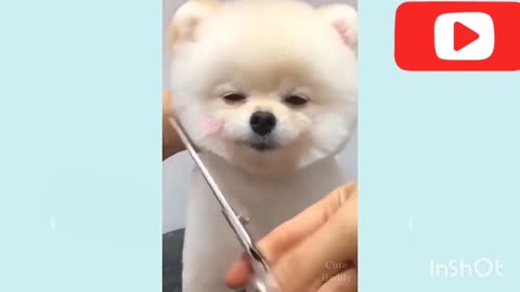 Try Not To Laugh Cute Puppy