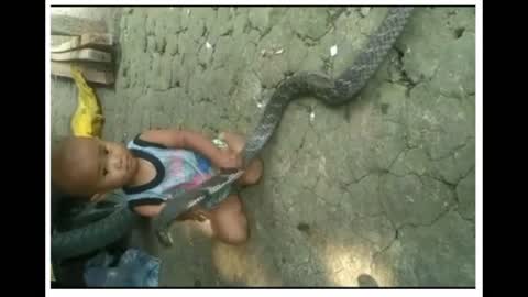 BOY PLAYING WITH KING COBRA..DANGER