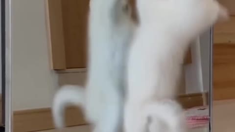 Funny cat moment - Cat fun video