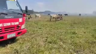 Firefighters quickly responded to a grass fire to save cows in a farm