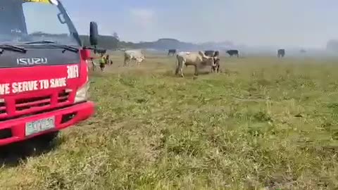 Firefighters quickly responded to a grass fire to save cows in a farm