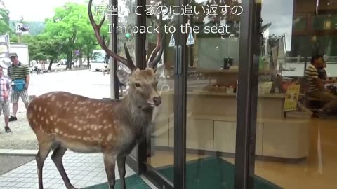 Deer trying to enter the store