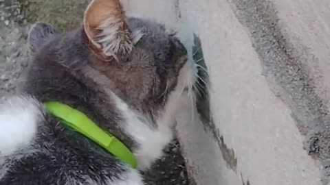 My cat enjoys licking a cement wall