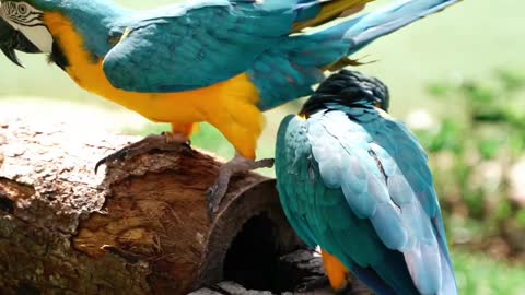 Parrots on a Log