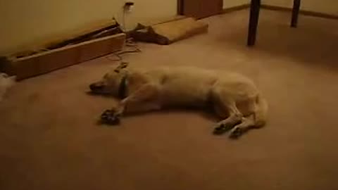 Sleeping Dog starts sleep walking , Funny footage