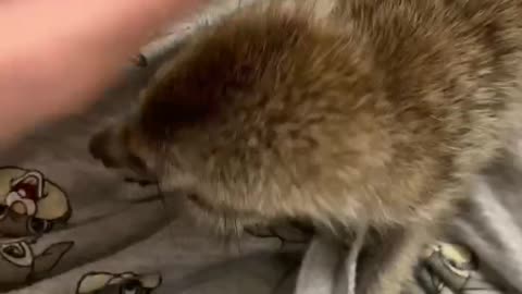 Meerkat Makes Heartwarming Cuddle Noises