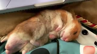 hamster is working hard on Monday
