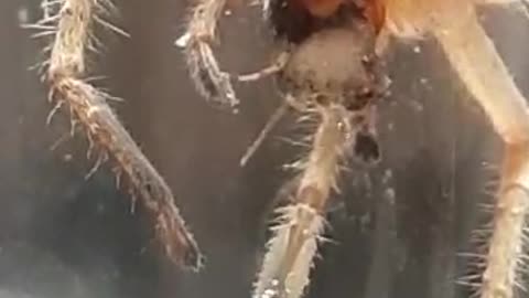 видео про большого паука