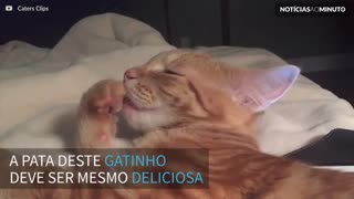 Gato se delicia com a própria pata