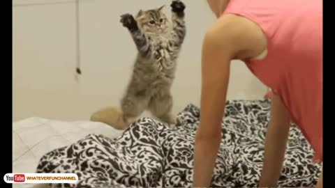 Cat Masti video funny video