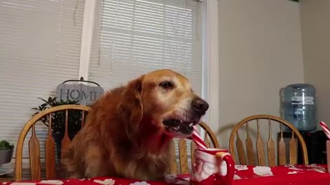 ASMR/ Funny Golden Retriever Dog Eats Candy Cane!