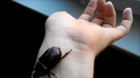 scarab on my hand