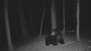 The Woods - 02/04/2021 Bear