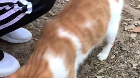 Cat eating churro