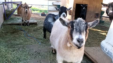 Funny goats hilariously stare at camera