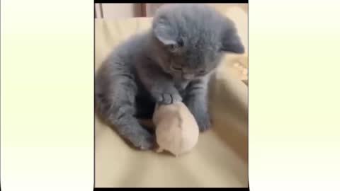 Mouse plays with a cat