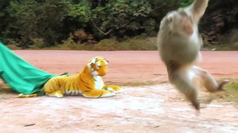 Fake Tiger Prank with Monkey